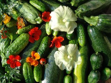 Ferienwohnung in Ostrzyce  (Pomorskie) oder Ferienwohnung oder Ferienhaus