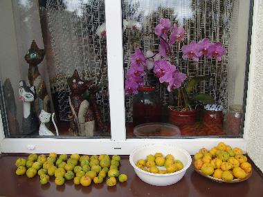 Ferienwohnung in Ostrzyce  (Pomorskie) oder Ferienwohnung oder Ferienhaus