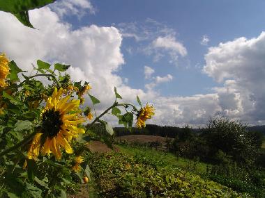 Ferienwohnung in Ostrzyce  (Pomorskie) oder Ferienwohnung oder Ferienhaus