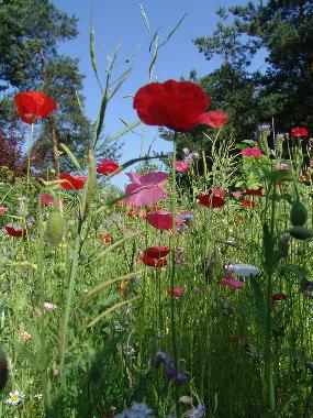 Ferienwohnung in Ostrzyce  (Pomorskie) oder Ferienwohnung oder Ferienhaus
