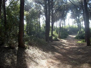 Ferienwohnung in Cecina (Livorno) oder Ferienwohnung oder Ferienhaus