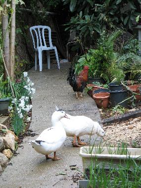 Ferienhaus in Qiryat-Shmona (HaZafon (Northern)) oder Ferienwohnung oder Ferienhaus