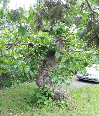 Villa in civitaquana (Pescara) oder Ferienwohnung oder Ferienhaus