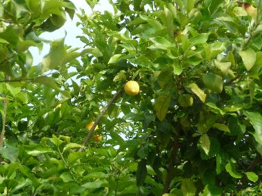 tglisch frische Zitronen und Kruter