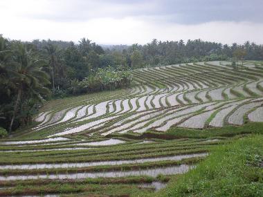 Villa in Dencarik (Bali) oder Ferienwohnung oder Ferienhaus