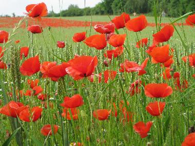 Mohnfeld auf R�gen