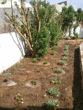 Ferienhaus in K�libia (Nabul) oder Ferienwohnung oder Ferienhaus