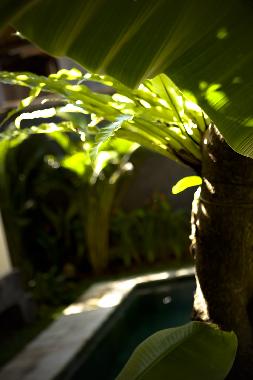 Pension in Jimbaran (Bali) oder Ferienwohnung oder Ferienhaus