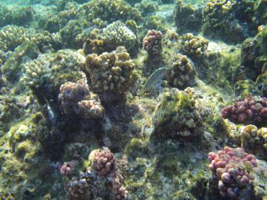 Ferienwohnung in Sharm El Sheikh (Shamal Sina') oder Ferienwohnung oder Ferienhaus