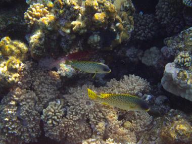 Ferienwohnung in Sharm El Sheikh (Shamal Sina') oder Ferienwohnung oder Ferienhaus