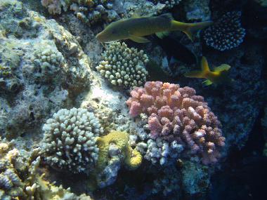 Ferienwohnung in Sharm El Sheikh (Shamal Sina') oder Ferienwohnung oder Ferienhaus