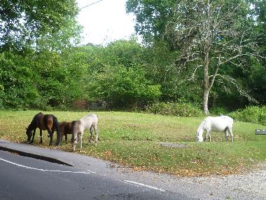 Ferienhaus in Highcliffe/Christchurch/bournemouth (South West) oder Ferienwohnung oder Ferienhaus