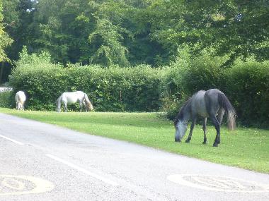 Ferienhaus in Highcliffe/Christchurch/bournemouth (South West) oder Ferienwohnung oder Ferienhaus