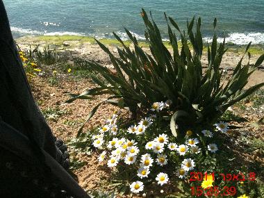 Pension in TEL AVIV (Tel Aviv) oder Ferienwohnung oder Ferienhaus