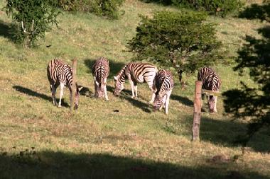 Ferienwohnung in bei Jeffreysbay (Eastern Cape) oder Ferienwohnung oder Ferienhaus