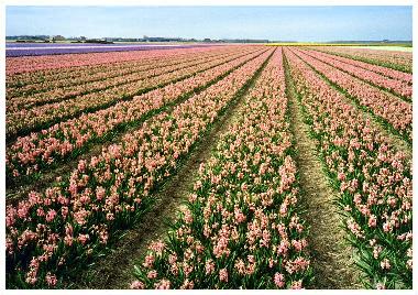 blumenfelder in mai
