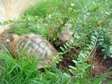 Ferienwohnung in Banjole-Medulin-Pula-Istrien-Kroatien (Istarska) oder Ferienwohnung oder Ferienhaus