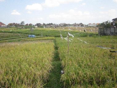 Villa in Kerobokan - Umalas (Bali) oder Ferienwohnung oder Ferienhaus