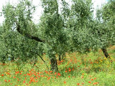 Ferienwohnung in Sperlonga  (Latina) oder Ferienwohnung oder Ferienhaus
