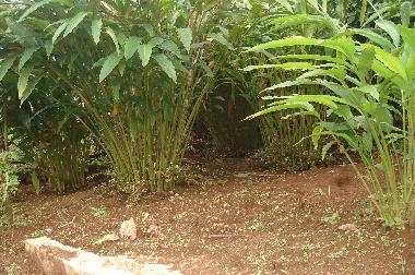 Ferienhaus in Vandanmedu (Kerala) oder Ferienwohnung oder Ferienhaus