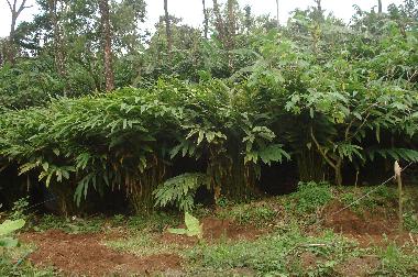 Ferienhaus in Vandanmedu (Kerala) oder Ferienwohnung oder Ferienhaus