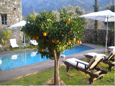 Pool orange tree