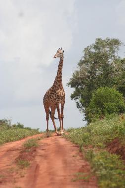 Massai Mara Giraffe auf unserem Weg