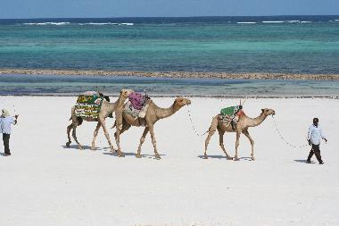 Villa Palmpark, Kamelreiten am Strand vor der Villa. Ein Ritt auf einem Kamel f�r 300 Ksh, gibt dem 