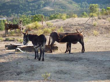 Ferienhaus in Sao Marcos da Serra (Algarve) oder Ferienwohnung oder Ferienhaus