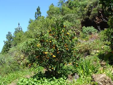 Ferienhaus in Las Tricias (La Palma und El Hierro) oder Ferienwohnung oder Ferienhaus