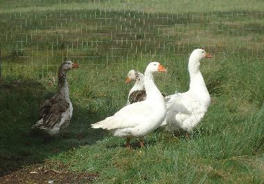 Chalet in Piedras de Afilar (Canelones) oder Ferienwohnung oder Ferienhaus