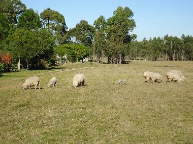 Chalet in Piedras de Afilar (Canelones) oder Ferienwohnung oder Ferienhaus