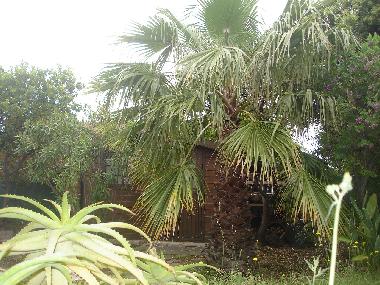 Villa in Travo (Haute-Corse) oder Ferienwohnung oder Ferienhaus