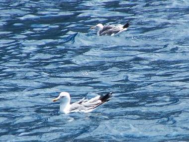 Ferienwohnung in Cani�o (Madeira) oder Ferienwohnung oder Ferienhaus
