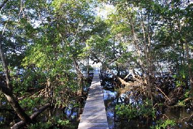 Privatsteg durch die Mangroven