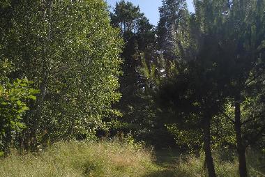 Der Garden
