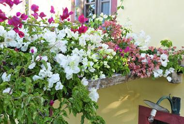 Ferienhaus in Ponta do Pargo (Madeira) oder Ferienwohnung oder Ferienhaus
