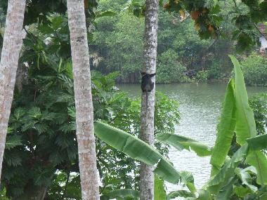 Pension in Weligama-Pelena (Galle) oder Ferienwohnung oder Ferienhaus