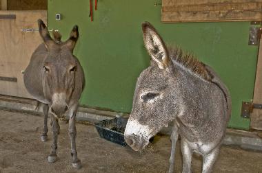 Villa in Chavriata (Kefallinia) oder Ferienwohnung oder Ferienhaus