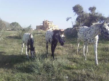Villa in Chavriata (Kefallinia) oder Ferienwohnung oder Ferienhaus