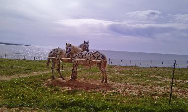 Villa in Chavriata (Kefallinia) oder Ferienwohnung oder Ferienhaus