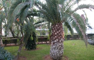 Ferienwohnung in Tavira (Algarve) oder Ferienwohnung oder Ferienhaus