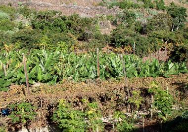 Ferienhaus in Ribeira Brava (Madeira) oder Ferienwohnung oder Ferienhaus