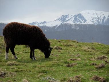 Ferienhaus in Lourdes Ossun-ez-Angles (Hautes-Pyr�n�es) oder Ferienwohnung oder Ferienhaus