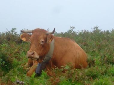 Ferienhaus in Lourdes Ossun-ez-Angles (Hautes-Pyr�n�es) oder Ferienwohnung oder Ferienhaus