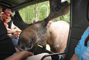 Ferienhaus in Lnneberga (Smaland) oder Ferienwohnung oder Ferienhaus