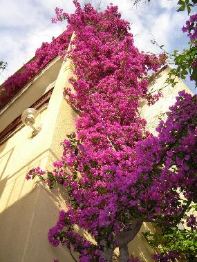 Ferienwohnung in Makarska (Splitsko-Dalmatinska) oder Ferienwohnung oder Ferienhaus