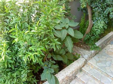 Ferienwohnung in Makarska (Splitsko-Dalmatinska) oder Ferienwohnung oder Ferienhaus