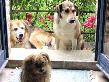 Ferienhaus in Sassocorvaro (Pesaro e Urbino) oder Ferienwohnung oder Ferienhaus