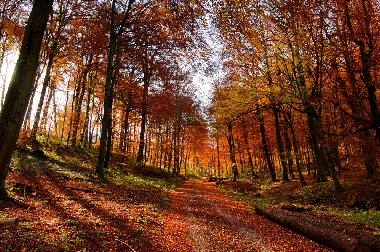 Herbst im Harz